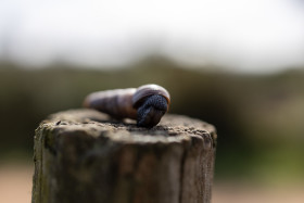 Stock Image: Clausiliidae, the door snails