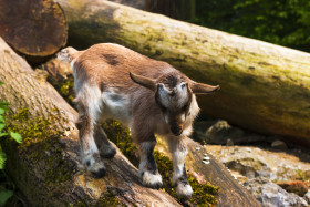 Stock Image: climbing goat baby