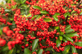 Stock Image: Close-up full frame view of ripe red mountain ash rowan berries on a shrub