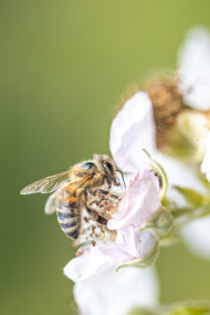 Stock Image: Close up of a bee