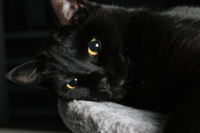 Stock Image: Close-up of a Black Cat