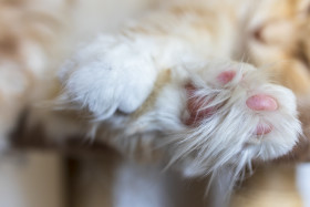 Stock Image: Close-up of a paw of a Maine Coon Cat