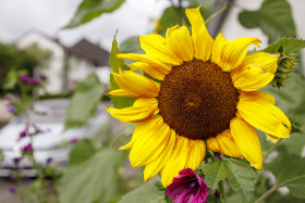 Stock Image: Close up of a sunflower in the city streets