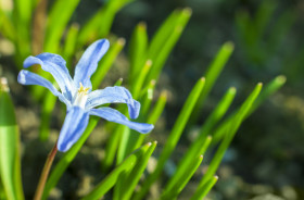 Stock Image: close up of blue lily flower