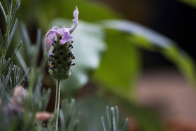 Stock Image: Close up of French lavender, Lavandula stoechas, growing in a herb nursery with shallow depth of field