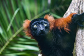 Stock Image: Close up of Golden-headed lion tamarin monkey on tree