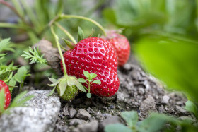 Stock Image: close up of strawberries from the field