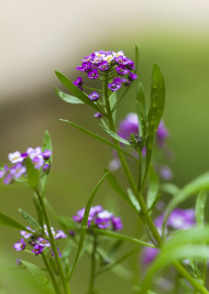 Stock Image: Close up of Sweet Alyssum flowers in full bloom.