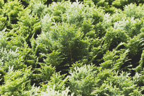 Stock Image: Close-up view of beautiful green juniper branches