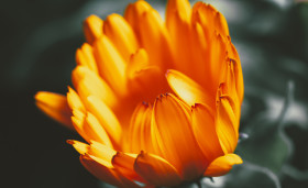 Stock Image: closeup of a orange flower