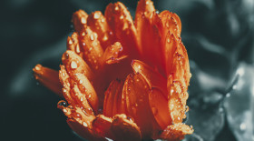 Stock Image: closeup of beautiful red daisy flower in the rain