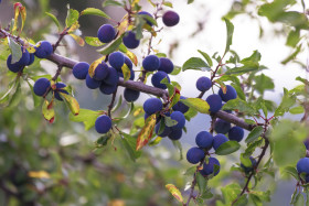 Stock Image: Closeup of branch with ripe plums