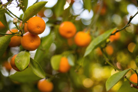 Stock Image: Closeup of satsumas (mandarins) ripening on tree