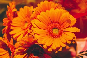 Stock Image: Closeup photo of orange daisy gerbera