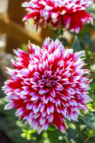 Stock Image: Closeup shot of a red and white dahlia flower