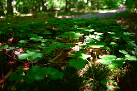 Stock Image: clover field