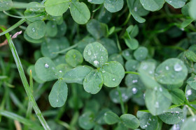 Stock Image: Clover in the rain