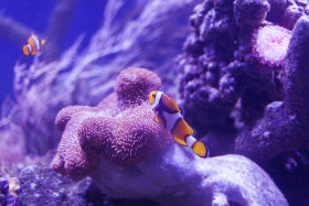 Stock Image: Clown fish on a coral