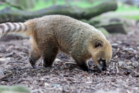 Stock Image: Coati burrows with nose in the ground