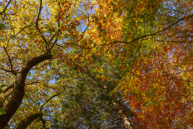Stock Image: Colorful beech leaves in autumn on the tree in the forest