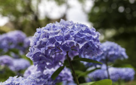 Stock Image: Colorful blooming hydrangeas