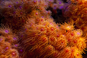 Stock Image: Colorful carpet of zoantharia sea anemones in macro closeup, marine life background