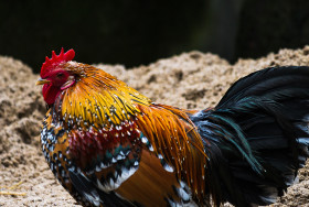 Stock Image: colorful rooster