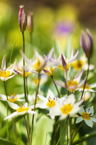 Stock Image: Colorful Spring Flowers Turkestan tulips