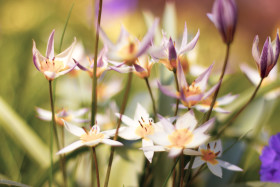 Stock Image: Colorful Spring Flowers Turkestan tulips