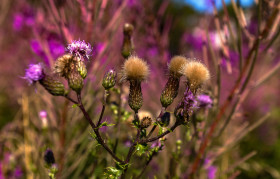 Stock Image: colorful thistles