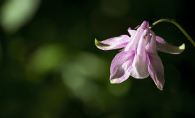 Stock Image: Columbine Common Flower in the Garden