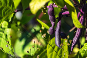 Stock Image: common beans plant in the organic garden