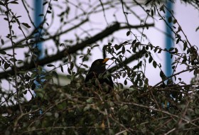 Stock Image: Common Blackbird