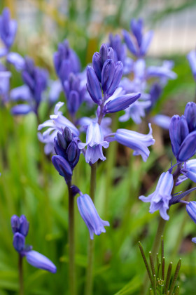 Stock Image: Common Bluebell