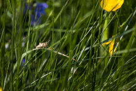 Stock Image: Common field grasshopper (Chorthippus brunneus)