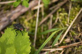 Stock Image: Common flesh fly (Sarcophaga carnaria)