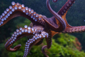 Stock Image: Common octopus (Octopus vulgaris)