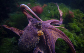 Stock Image: Common octopus (Octopus vulgaris)