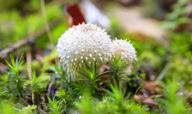 Stock Image: Common Puffball, Lycoperdon perlatum, warted puffball, gem-studded puffball, wolf farts or the devil's snuff-box mushrooms in a forest