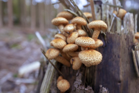 Stock Image: Common Puffball, Lycoperdon perlatum, warted puffball, gem-studded puffball, wolf farts or the devil's snuff-box mushrooms in a forest