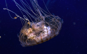 Stock Image: compass jellyfish close up
