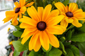 Stock Image: Coneflowers