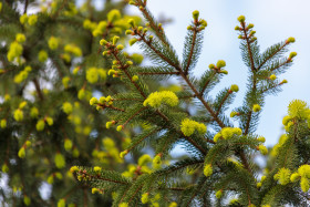 Stock Image: Conifer