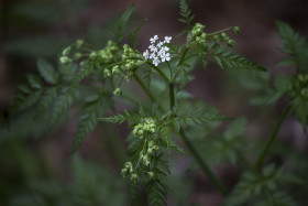 Stock Image: conium maculatum