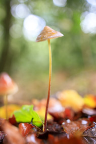 Stock Image: Conocybe mushroom in a german forest