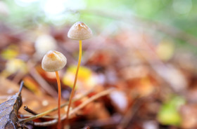 Stock Image: Conocybe mushrooms in a german forest