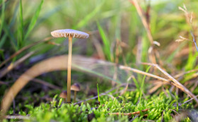 Stock Image: Conocybe mushrooms on a mossy meadow