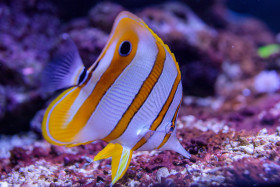 Stock Image: Copperband butterflyfish, Chelmon rostratus