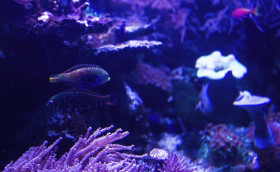 Stock Image: coral and fish