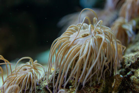 Stock Image: Coral on the seabed